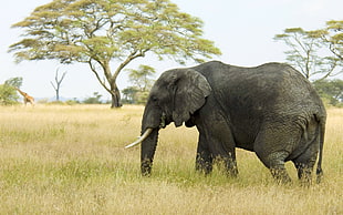 gray Elephant