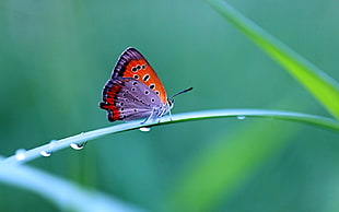 Butterfly,  Grass,  Wings,  Beautiful