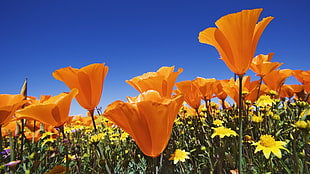 California Poppies and yellow flowers at daytime HD wallpaper