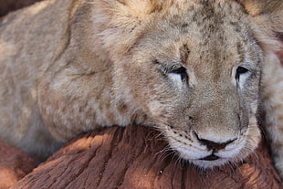 close up photo of brown feline