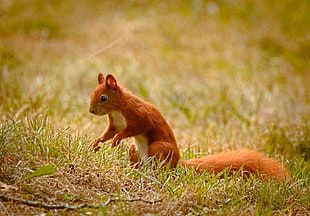 brown squirrel on green grasses in selective focus photography