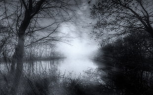 grayscale photography body of water between trees