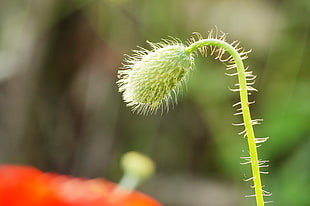shallow focus photography of green flower bud, red poppy
