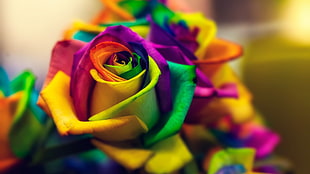 closed photograph multicolored rose arrangement