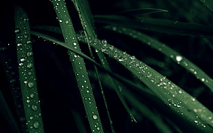 green linear leafed plant, grass, water drops, plants HD wallpaper