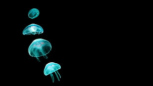 jellyfish, animals, black background, minimalism, jellyfish