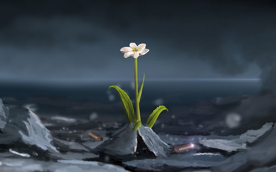 white flower wallpaper, nature HD wallpaper