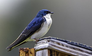 blue and white bird, tree swallow