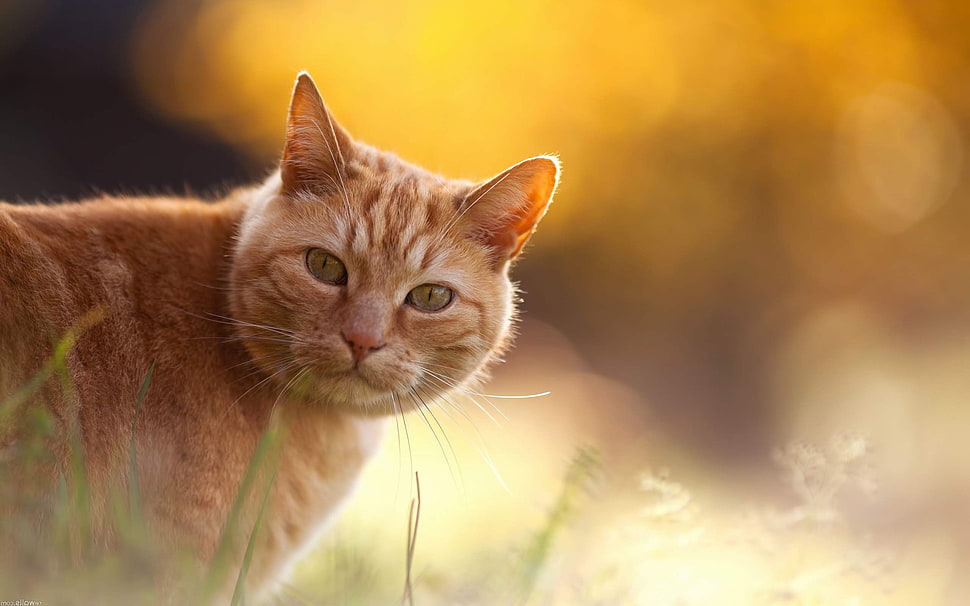 selective focus photography of orange Tabby Cat HD wallpaper