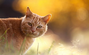 selective focus photography of orange Tabby Cat