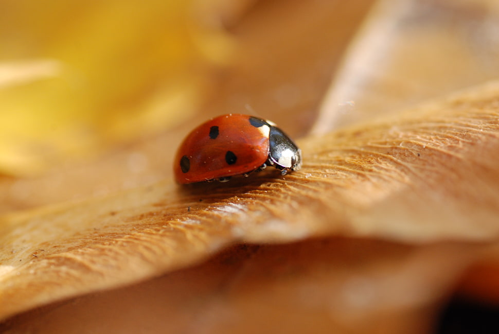 macroscopic photography of lady bug on brown leaf, ladybug HD wallpaper