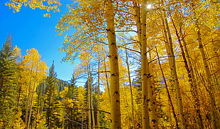 low angle photo of trees at the forest under blue sky, animas river, colorado