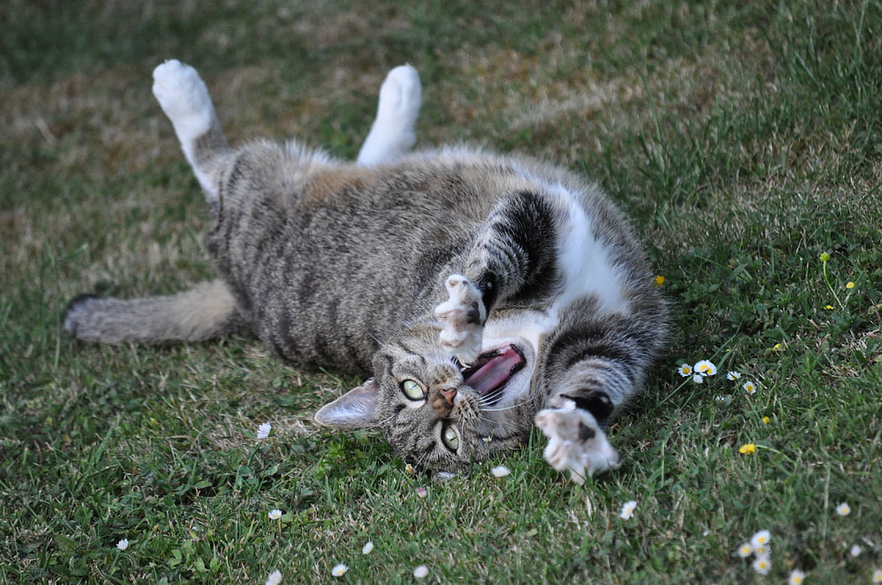 brown Tabby cat, Cat, Playful, Cool HD wallpaper