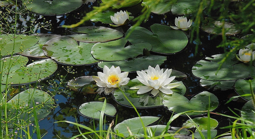 white Lotus on water closeup photography at daytime HD wallpaper