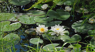 white Lotus on water closeup photography at daytime