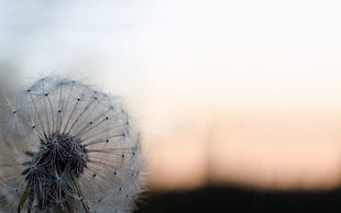 macro shot of dandelion