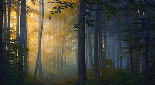 brown and black wooden cabinet, forest, path, trees, mist