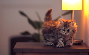 long-fur brown kitten on brown wooden table