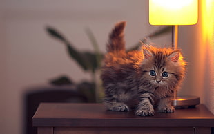 long-fur brown kitten on brown wooden table HD wallpaper