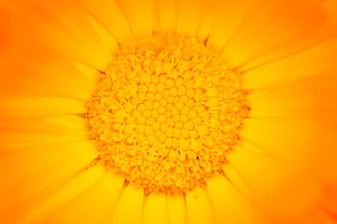 selective focus photography of yellow flower, pot marigold, calendula