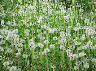 dandelion field HD wallpaper
