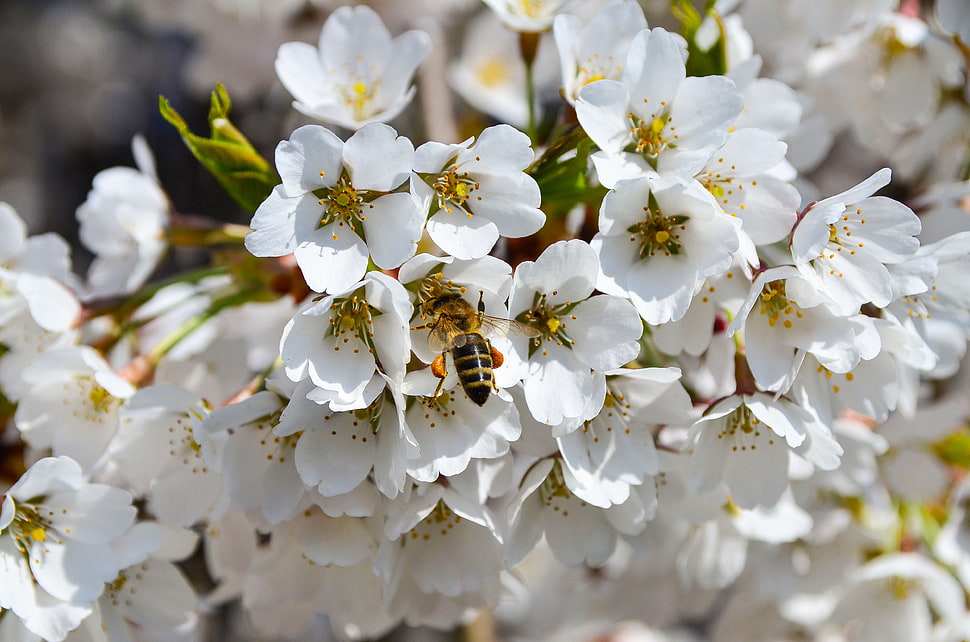 white and yellow flowers HD wallpaper
