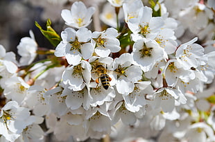white and yellow flowers HD wallpaper