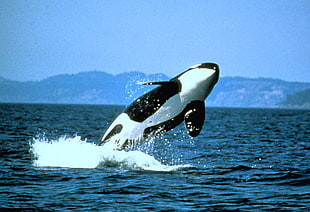 black and white orca on body of water photo