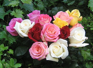 red, white, and pink roses