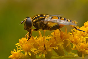 shallow depth of field photo of Hoverfly perching on yellow petaled flower, helophilus