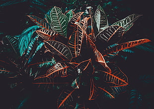 croton plant, Plant, Leaves, Venation HD wallpaper