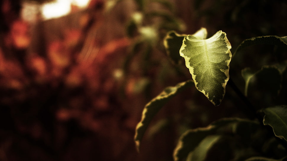 closeup photography of green leaf HD wallpaper