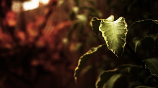 closeup photography of green leaf