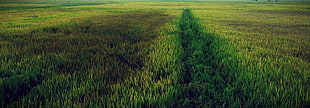 green grass fields