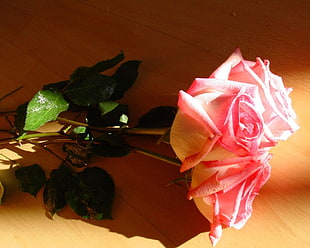 pink Rose flowers HD wallpaper