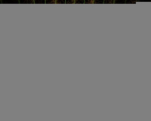 green and yellow 3D lights wall paper