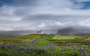 purple lavender flower field, landscape, sky, nature, Iceland