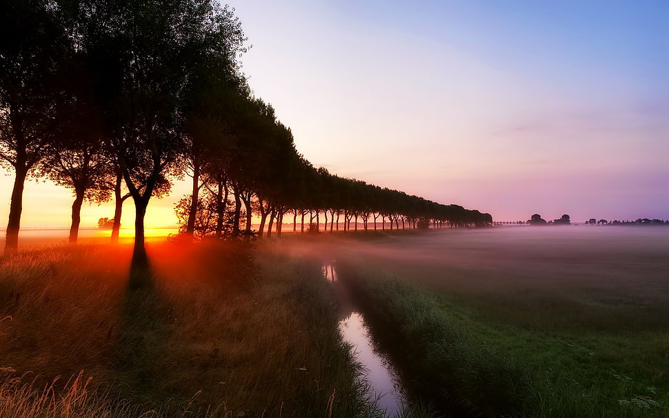 green leafed trees during sunset, landscape, sunlight, trees HD wallpaper