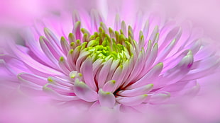 clustered pink petaled flower