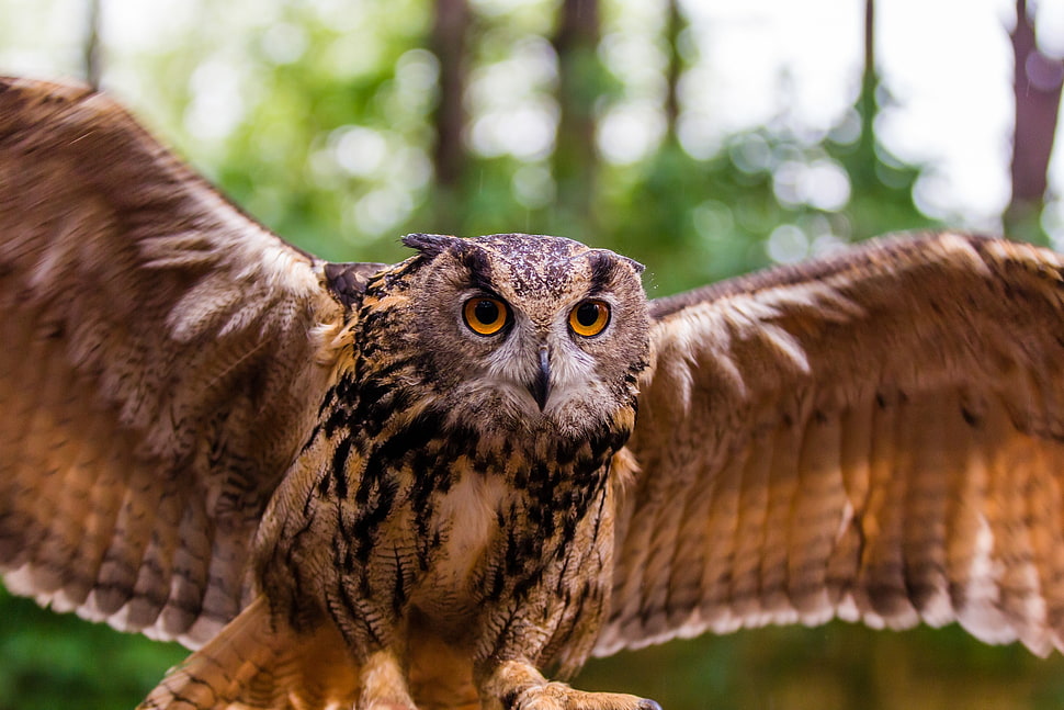 brown owl at daytime HD wallpaper