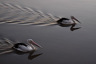 two Australian Pelicans on water