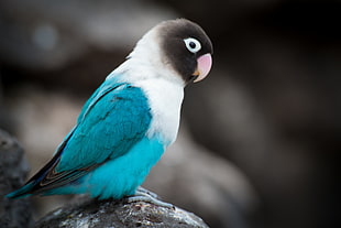 teal and white bird on rock