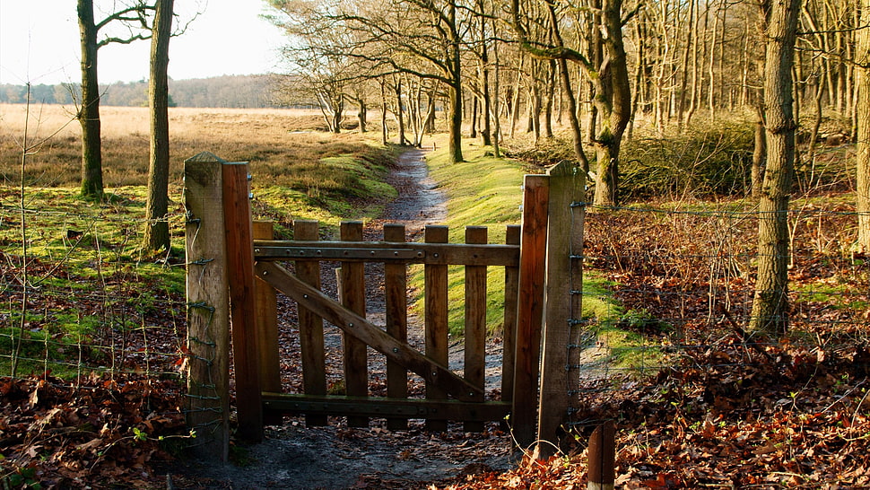 brown wooden fence beside tree HD wallpaper