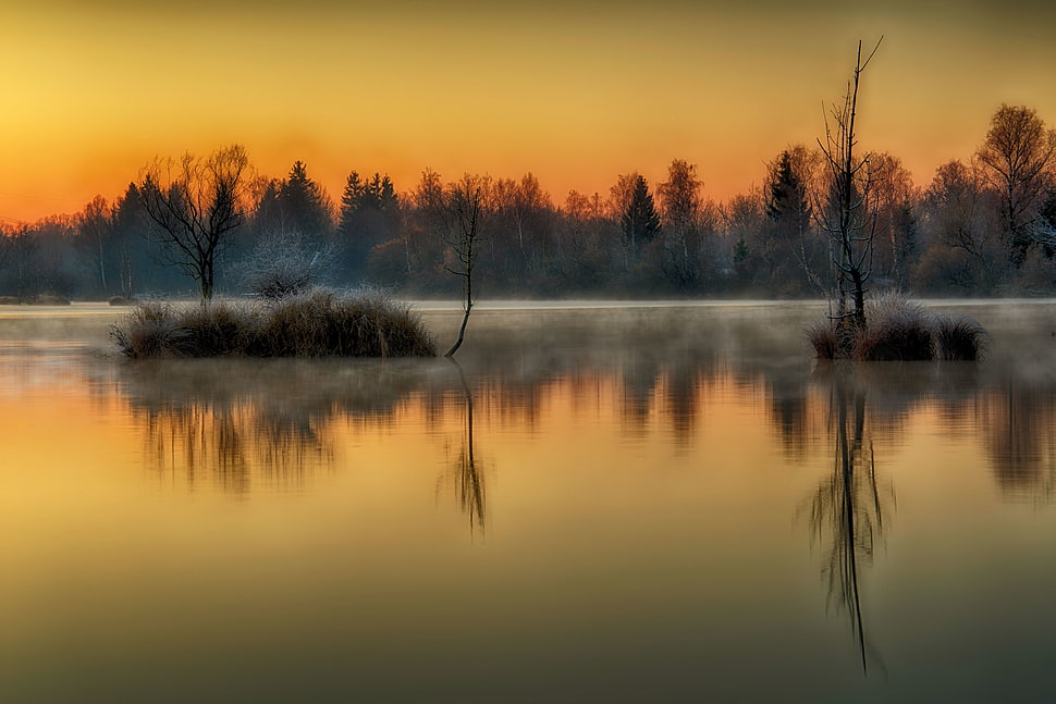 grasses on lake during sunset HD wallpaper