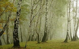 birch trees HD wallpaper
