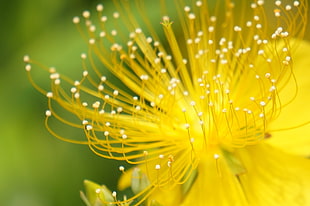 selective focus of yellow pollen grain from yellow petaled flower, hypericum