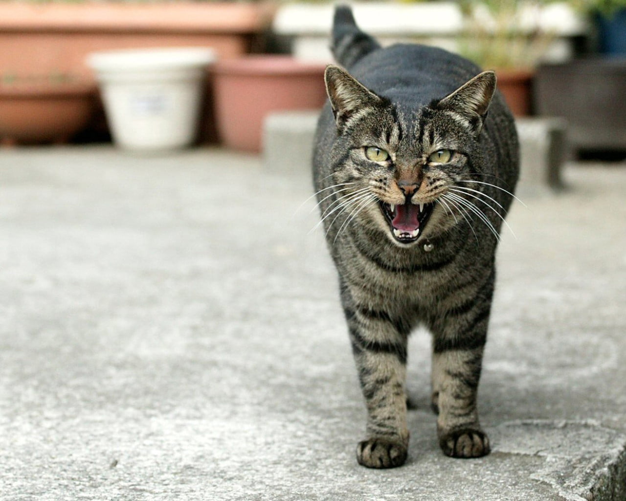 Кошка сильно мяукает. Уличные коты. Полосатый кот. Злая кошка. Полосатые коты.