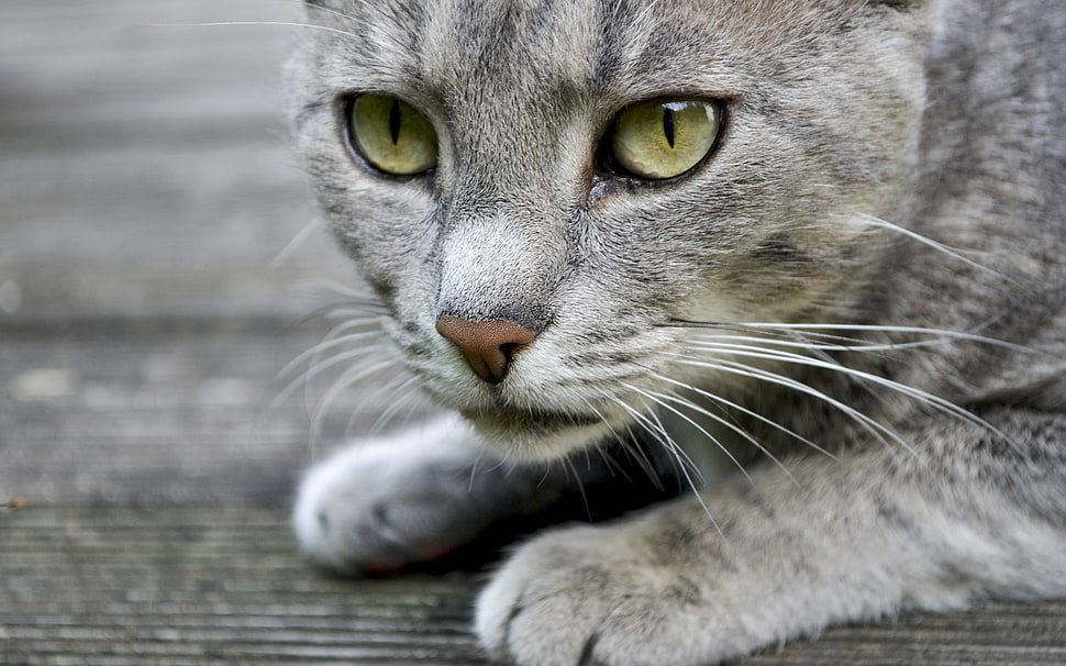 depth of field photography of silver tabby cat on gray surface HD wallpaper
