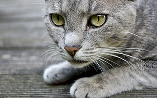 depth of field photography of silver tabby cat on gray surface