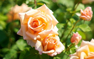 selective photography of peach-colored Rose